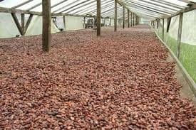 Hig grade dry Cocoa Beans